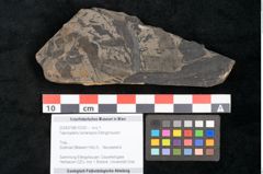 Foto (Objekt + Etikett) von Taeniopteris lomariopsis Ettingshausen (NHMW-GEO-2024-0188-10320)
